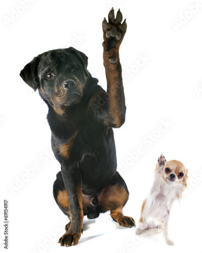 Plakat Rottweiler i chihuahua