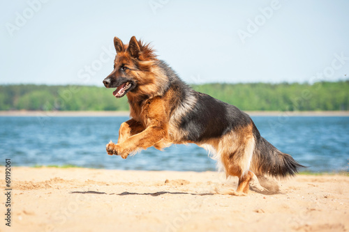 Fototapeta Owczarek niemiecki w biegu na plaży