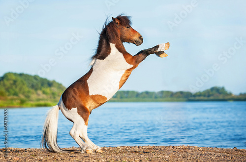 Fotoroleta kucyk plaża lato koń mustang