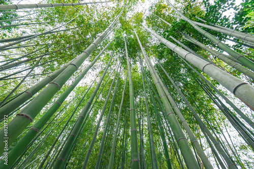 Obraz na płótnie bambus las trawa