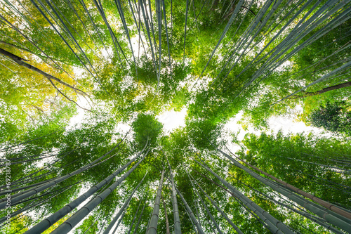 Naklejka trawa azja chiny natura roślina