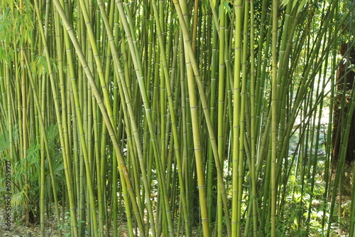 Obraz na płótnie las bambus roślina natura