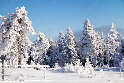 Fotoroleta niebo natura krajobraz drzewa