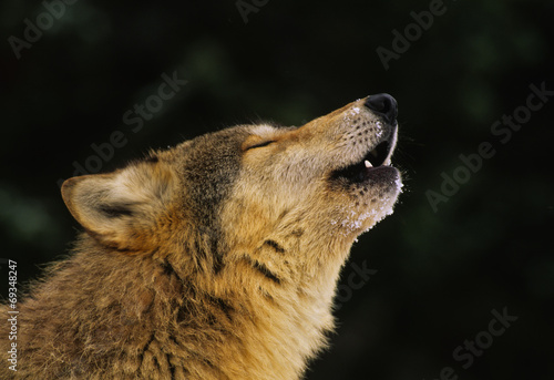 Fototapeta portret natura pies zwierzę