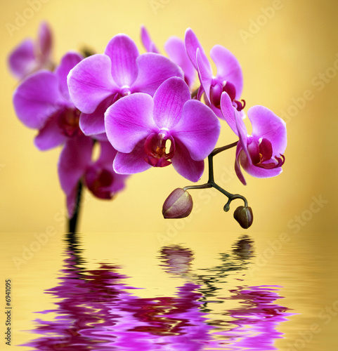 Obraz na płótnie storczyk zen kwiat