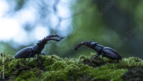 Obraz na płótnie natura obraz fauna moody