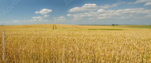 Fotoroleta lato roślinność natura dziki niebo