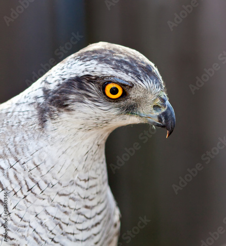 Fototapeta portret natura dziki