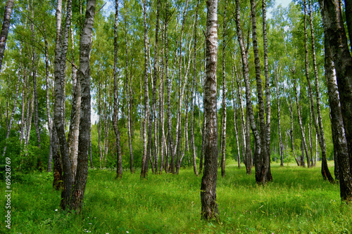 Naklejka natura drzewa brzoza sprężyna liści