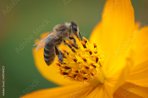 Plakat natura kwiat pyłek nektar życie