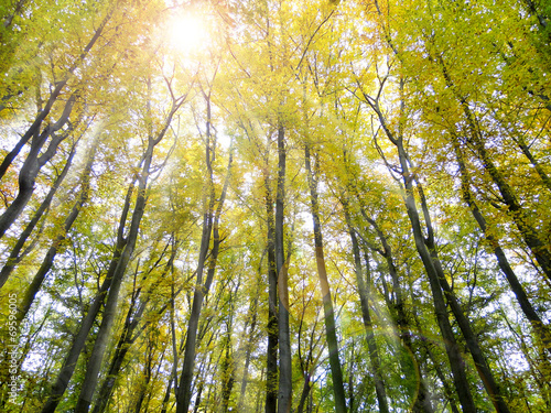 Naklejka roślina buk natura drzewa polana