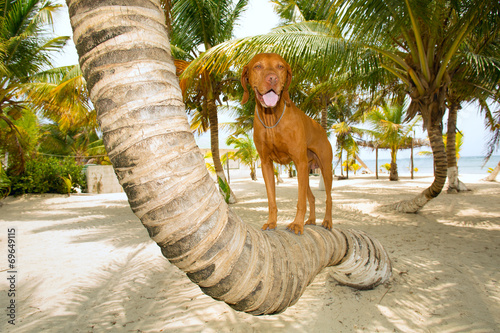 Obraz na płótnie tropikalny zwierzę plaża pies drzewa