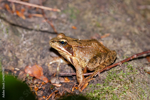 Naklejka żaba natura dziki zwierzę płaz