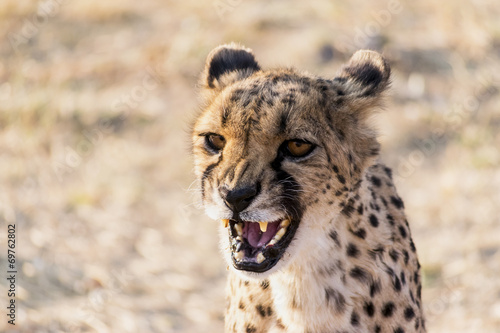 Plakat dziki gepard natura zwierzę