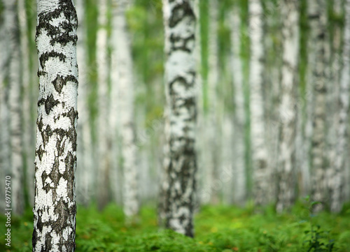 Naklejka roślina natura piękny wiejski