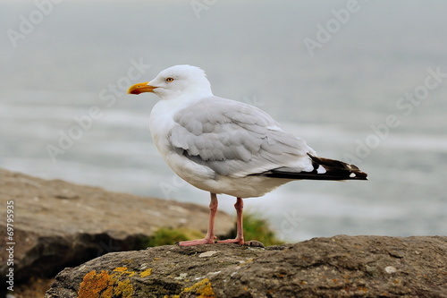 Fototapeta natura ptak krajobraz klif