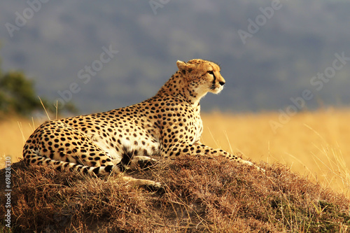 Plakat safari kot natura zwierzę