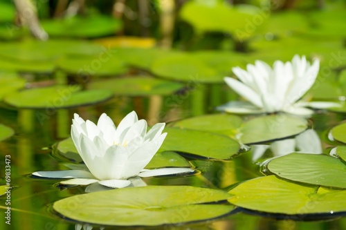 Obraz na płótnie natura lato piękny woda ogród