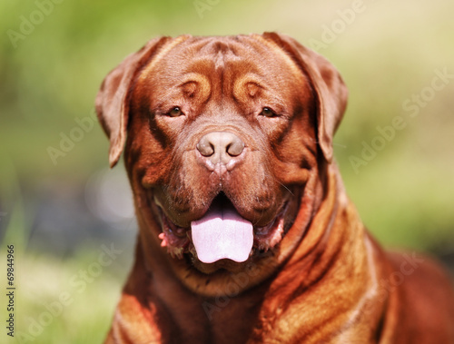 Fotoroleta Pysk psa Bordeaux Mastiff