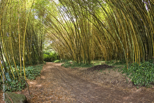 Naklejka bambus las ogród