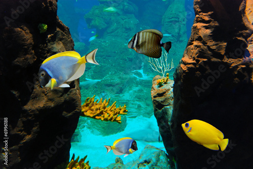 Naklejka morze woda tropikalny zwierzę ryba