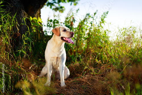 Naklejka labrador zwierzę pies roślina