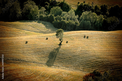 Fotoroleta drzewa pejzaż lato wzór natura