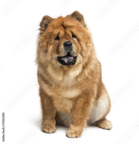 Fototapeta Dwuletni chow chow