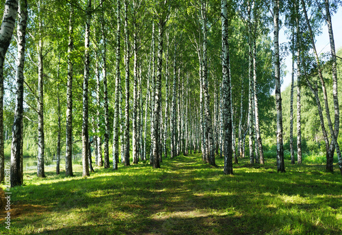 Fototapeta wieś lato krajobraz drzewa woda