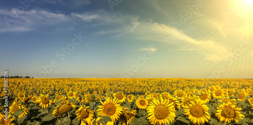 Fototapeta słońce panoramiczny natura