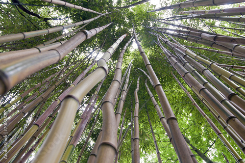 Obraz na płótnie tropikalny azjatycki bambus dżungla