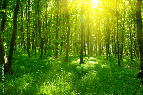 Naklejka trawa park natura drzewa