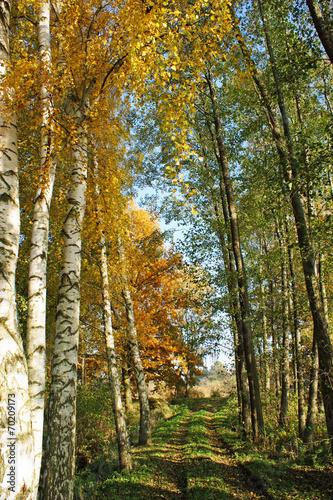 Naklejka błękitne niebo natura krajobraz drzewa