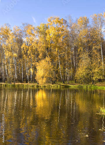 Naklejka las jesień natura