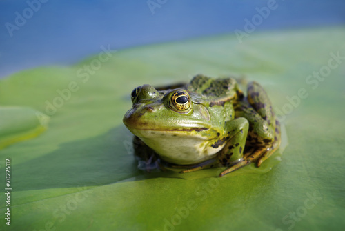 Naklejka płaz natura dziki widok