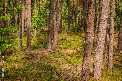 Fotoroleta świerk park sosna