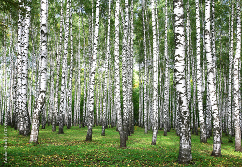 Naklejka park wiejski roślina