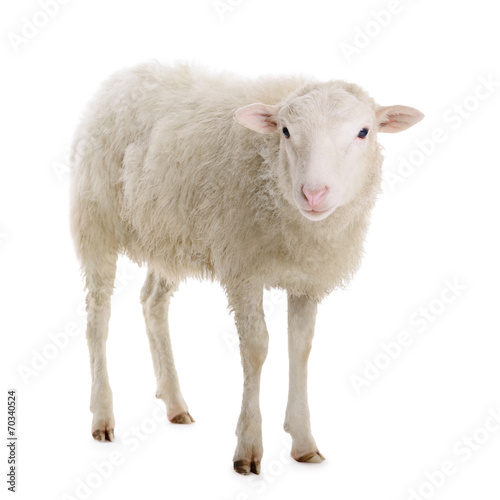 Obraz na płótnie natura portret wiejski zwierzę owca