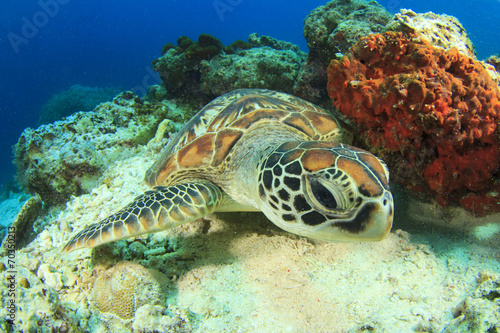 Naklejka australia zwierzę natura