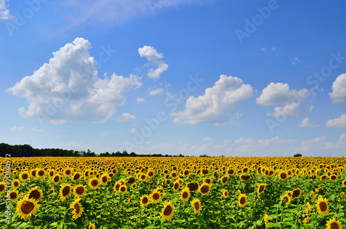 Fotoroleta kwiat natura pejzaż lato wiejski