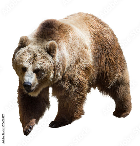 Naklejka natura ameryka północna niedźwiedź dziki