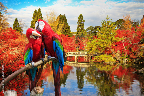 Naklejka japonia fauna miłość oko ładny