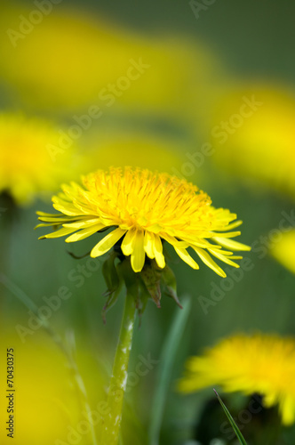 Plakat natura wiejski trawa