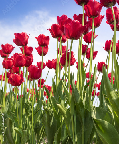 Plakat natura tulipan ogród ładny kwiat