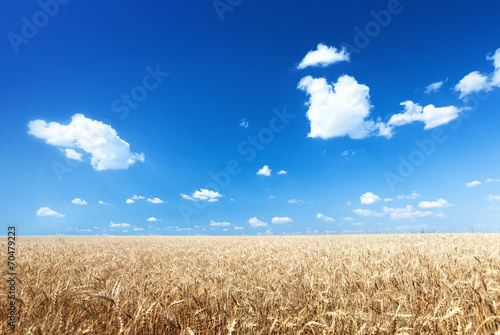 Plakat jęczmień natura roślina niebo wiejski