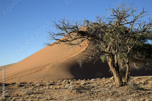 Naklejka natura wydma afryka