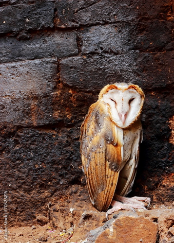 Fototapeta natura sowa zwierzę piękny