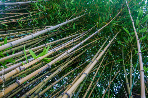 Obraz na płótnie drzewa las bambus japonia