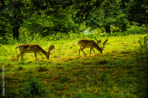 Fotoroleta stado park natura mężczyzna