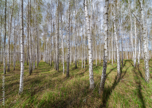 Obraz na płótnie spokojny roślina natura